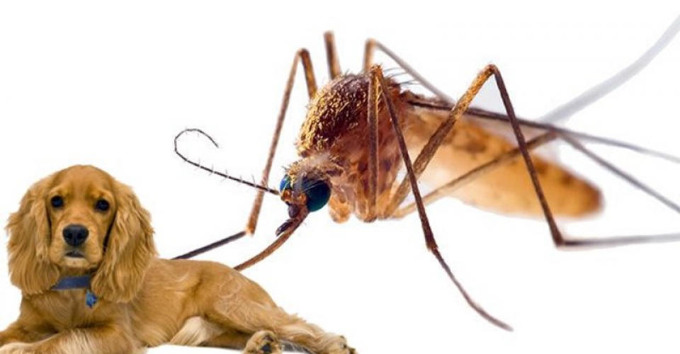 Домашніх тварин теж кусають комарі