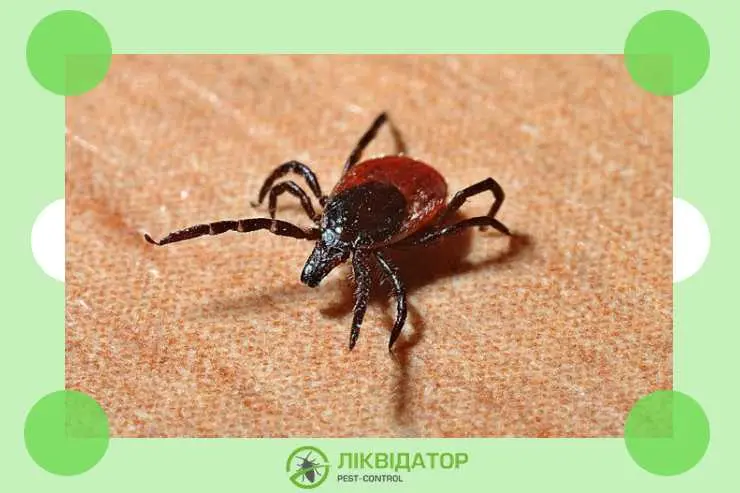 Обробка ділянок від кліщів