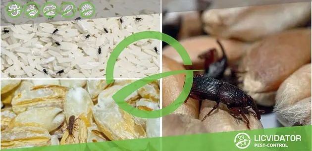  Ліквідатор 