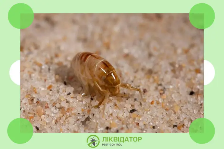 обробити квартиру від бліх