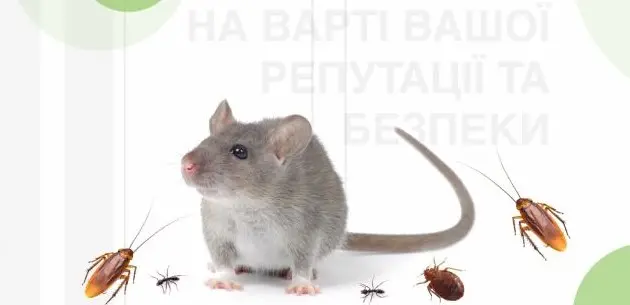 Знищити мишей в будинку