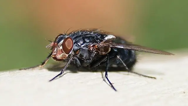 Muha Insect Чим небезпечні мухи: небезпека мух і які хвороби переносять мухи